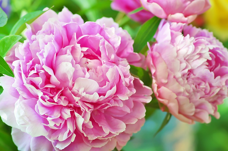 【生肖】财神爷下凡：5月中旬，洪福齐天，穷人翻身变富豪的属相