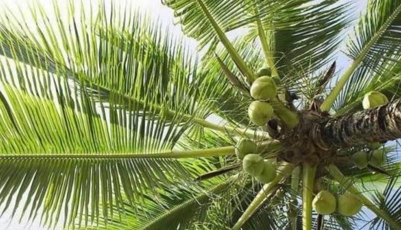 【粽子】端午要到了，还买粽叶呢？这几个身边的“树叶”不好吗？