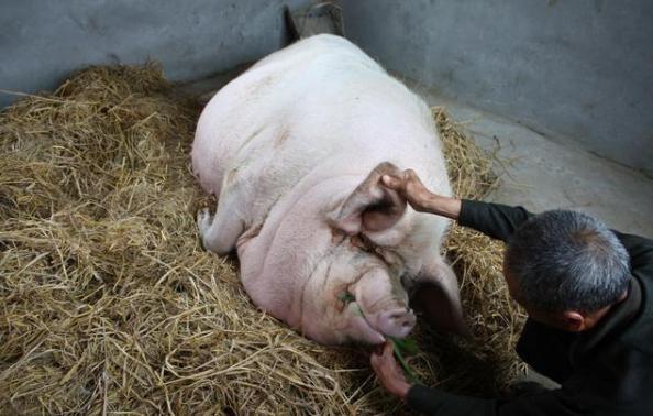 磁器口|浙江2200斤“猪王”，养在佛门赐有法号，死后村民还为其塑像供奉