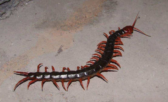 杨利伟|公鸡和蜈蚣打架，蜈蚣身为“五毒之一”，为何毒不了公鸡呢？