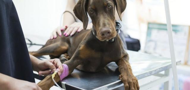 什么是胰腺炎？胰腺发炎的狗狗会有怎样的症状，该如何进行治疗