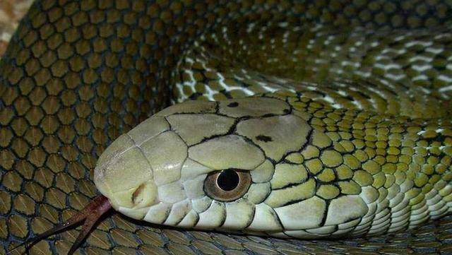 毒蛇|无毒蛇中的“大王”——王锦蛇，长相帅气还喜欢吃各种毒蛇