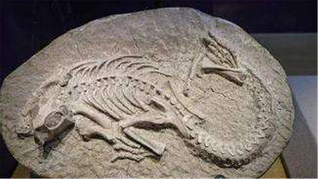 「化石」一枚科学家也无法解释的远古生物化石,它是否属于地球呢?