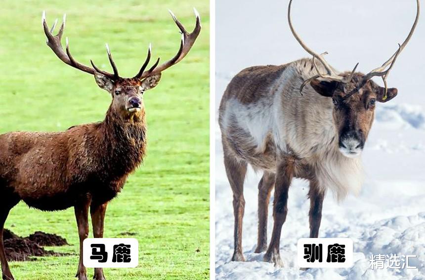 蜜蜂|易被混淆的事物:因为太过于相似,经常被人们搞混的7对事物