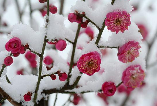 |未来30天，4属相生意兴隆，事业顺利，桃花旺盛，喜事成双