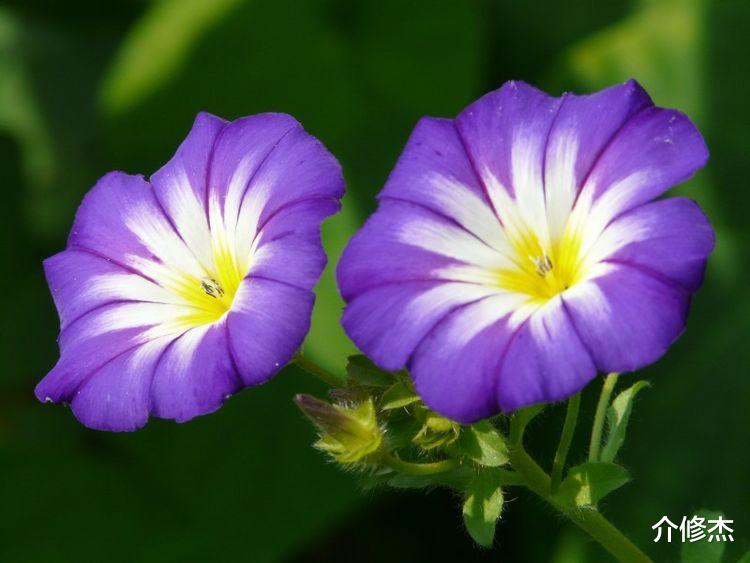 生肖|未来7天,财星高照,好运不断、财富爆发的4大生肖