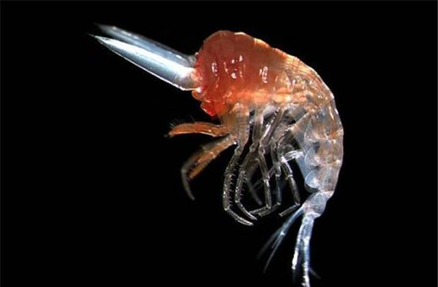 「科学家」科学家在6千米的深海中，有了新发现，众人却开心不起来！