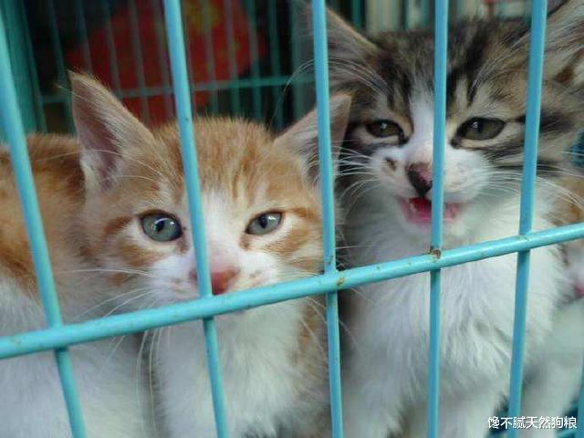 猫咪刚生完小猫时，为什么不给主人碰？原因有5个