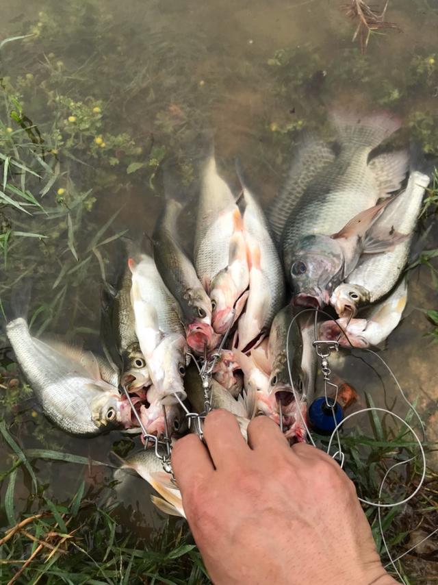长江|鱼苗也钓？男子湘江支流钓起几十条鲤鱼，却都是小鱼苗