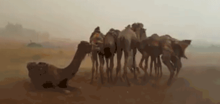澳大利亞野駱駝泛濫成災，繁殖的太快，100多萬頭怎麼吃得完啊-圖7