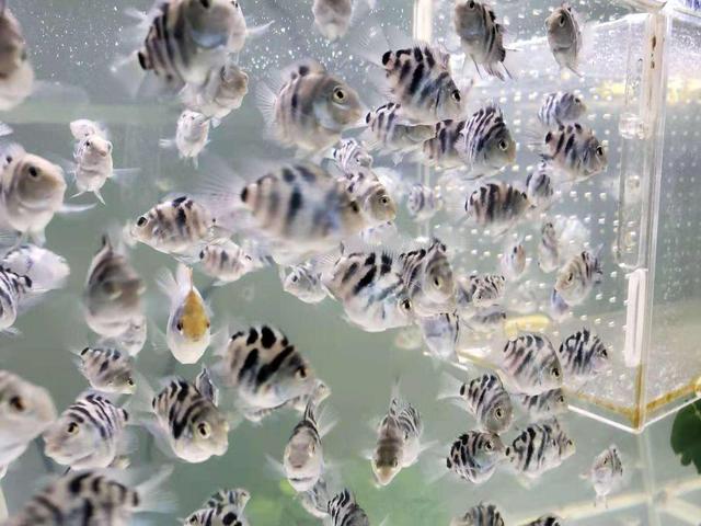 用自己繁殖能力把自己拉下神坛的热带鱼，迷你鹦鹉从此再难翻身