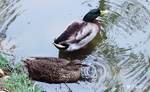 科学家|鸭子有多“暴力”？看下雄鸭和雌鸭进化的生殖器结构，你就知道了