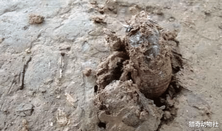 『』知了猴只有晚上才出土，它是如何知道白天和黑夜的？