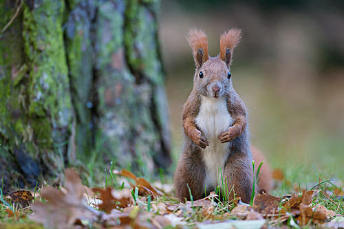 欧洲红松鼠：必养的宠物，还会变色