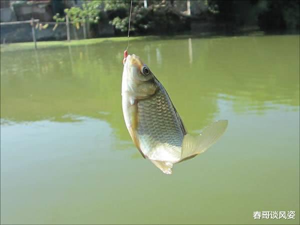 【中毒】医生建议:这4种鱼最好少吃,不仅味道差,营养更少的可怜