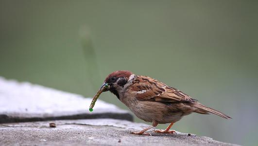 「杭州」曾经和老鼠苍蝇一并称为四害,我们“老家贼”的麻雀现在怎么样了