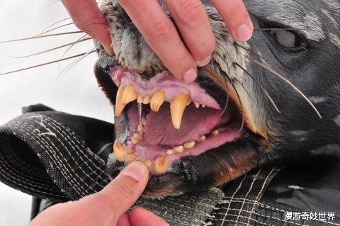 「」大自然可怕的一面，看得身体发凉！