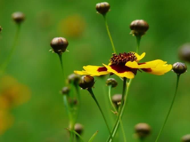 『运势』6月下旬开始前途一片光明，运势提升，风调雨顺的4大生肖