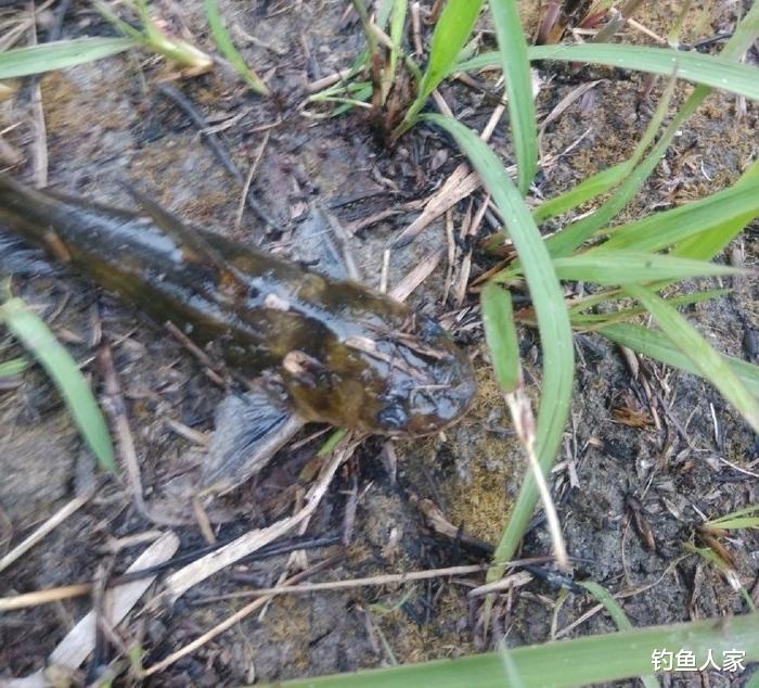 ##垂钓黄颡鱼，用女士丝袜打窝诱鱼，是利用蚯蚓的腥味来诱鱼入窝