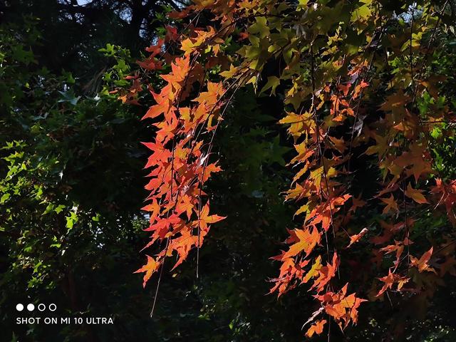 高通骁龙|新一轮优惠开始，两款骁龙865手机齐降价，低至2098元