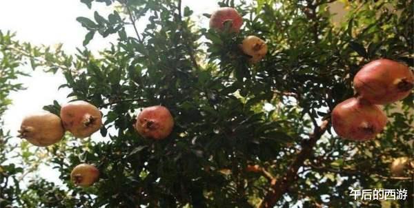 秦始皇帝陵|秦始皇陵中究竟有多少水银？看看旁边的石榴树，你就明白了