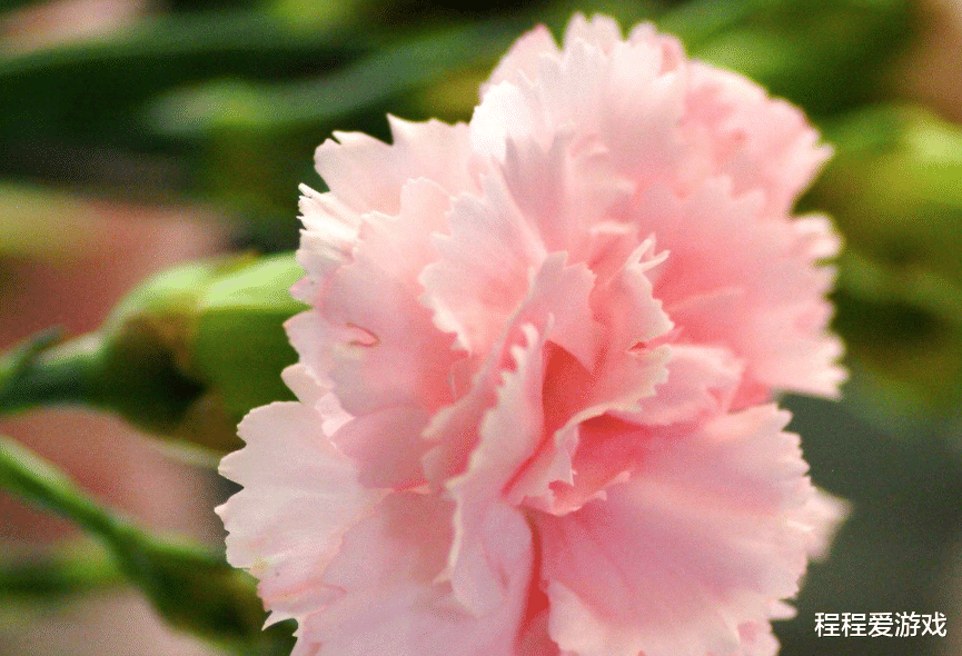 运势|生活中的麻烦精 ，12生肖中究竟有谁，总是到处惹麻烦