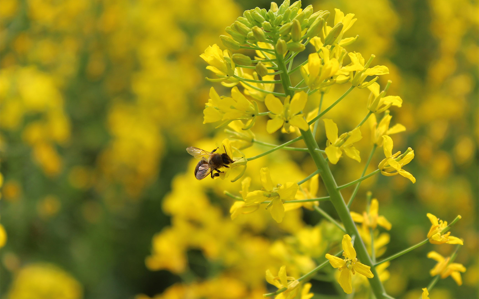 射手座|下个月，外表放纵，内心忠贞，求之不得，难言难遇，渴望爱情到来