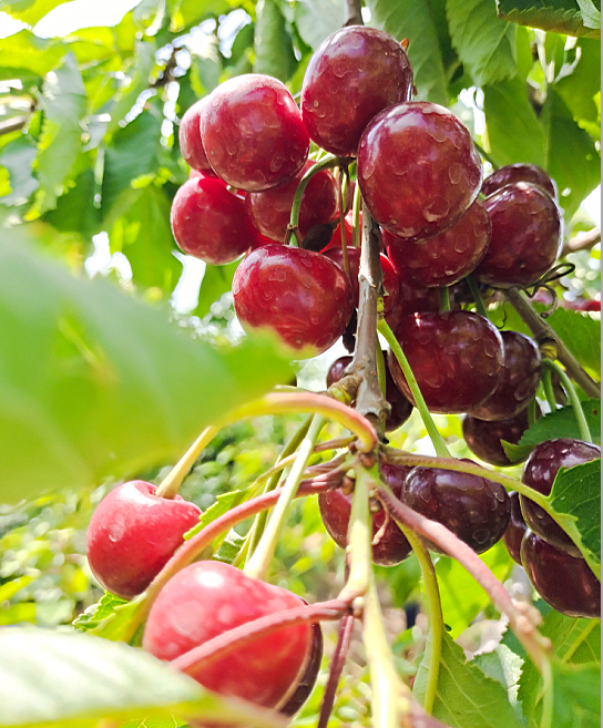 「大连」注意！事关大连樱桃