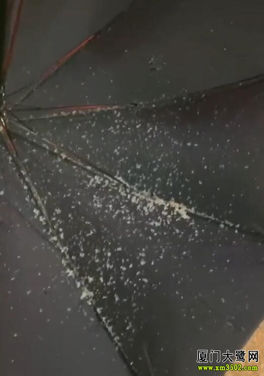 厦门大鹭网 厦门军营村昨晚下雪了?