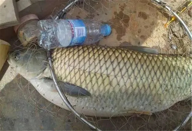 『枸杞』枸杞不仅能钓鱼，而且还擅长钓野生大鱼。为什么你钓不到它？选择正确的方法是关键。