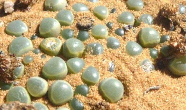 【美娜多】为何去非洲旅游时，不能随便捡地上绿石，导游：不然后悔都来不及