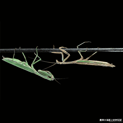 [蟾蜍]每次螳螂交配后，母螳螂都会吃掉公螳螂！为什么公螳螂还不跑？