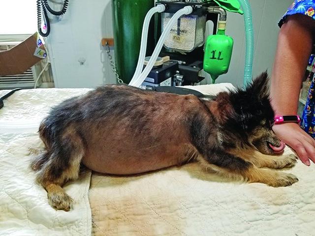 担心狗狗的肝病影响健康？了解肝病的相关知识，能更好地进行应对