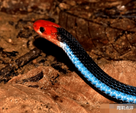 毒蛇|世界上最漂亮的毒蛇，虽然长相惊艳，却拥有罕见的特殊毒液