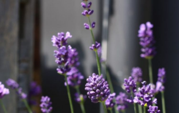 运势|十一月上旬开始，运势爆棚，有福有横财，吉星照耀的生肖