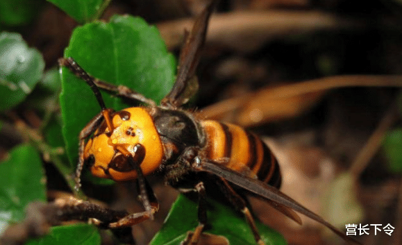 『』噩耗！美国又现致命毒物，专家警告：一旦遇到立刻逃命