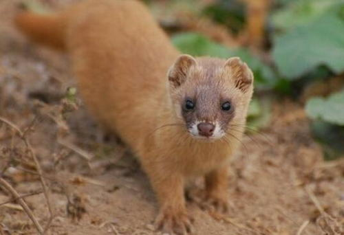 黄鼠狼|农村的黄鼠狼,能吃老鼠能吃蛇,它的天敌是什么?