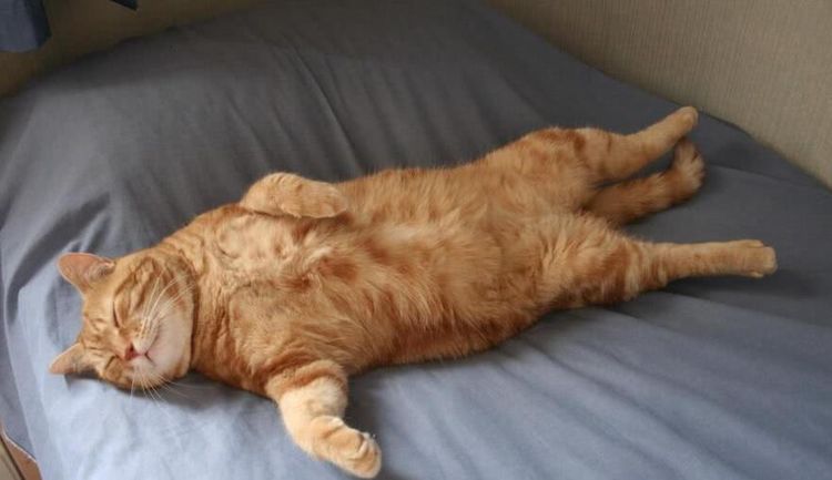 主人下班迟了，橘猫自己当大厨，接下来情形萌翻人