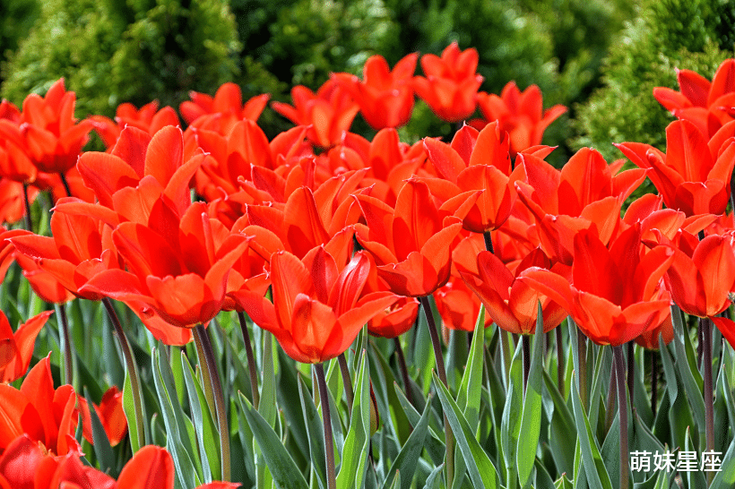 白羊座|11月初，甜蜜爱情不请自来，有机会遇到一生真爱的四大星座！