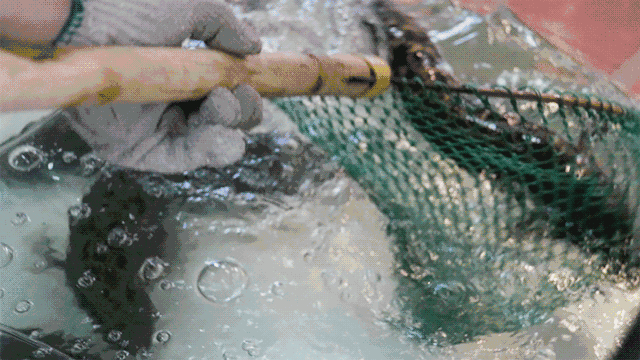 福州■可怕！福州男子感染“吃人肉细菌”，只因……