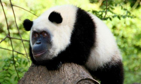 鳄鱼@把不同的物种进行杂交，会变成什么样？哈哈哈哈，这也太奇怪了吧！