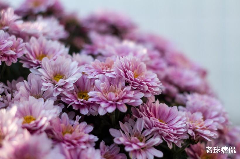 生肖▲福气深厚的3生肖，财聚八方，头脑聪明，很容易赚到大财