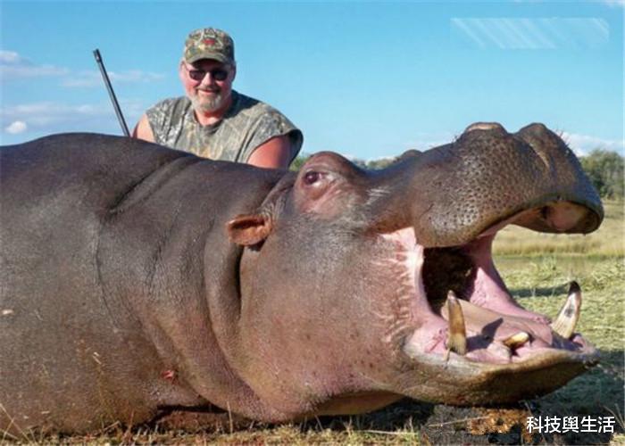 「昆虫」地球上的动物放大200倍后，谁会更占优势？3种可能性！