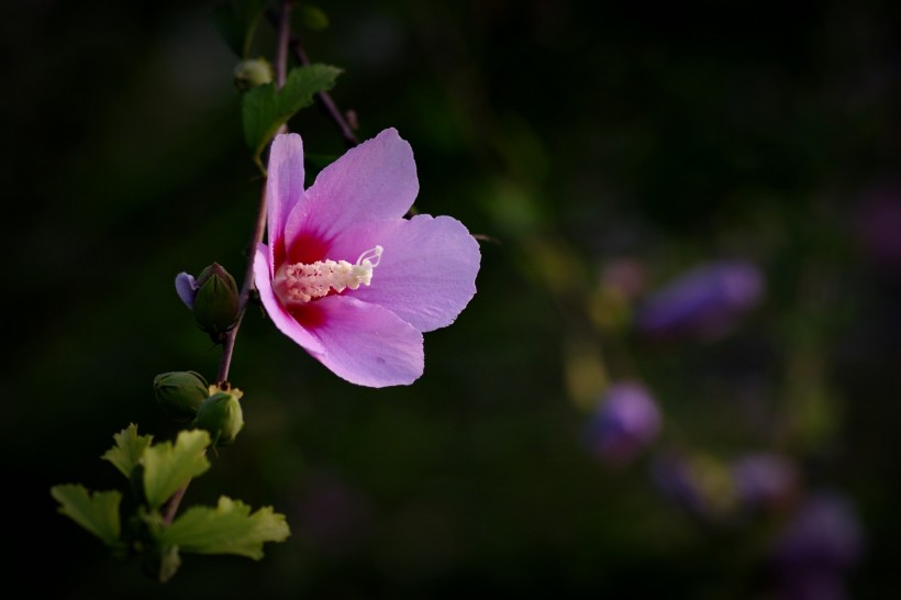 【吉星】7月，姻缘上上签，桃花朵朵爱情到，喜逢真爱，要脱单的四大生肖