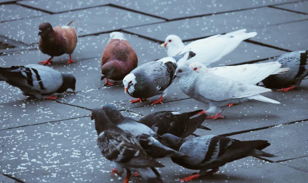 算法|信鸽 VS 互联网:理解Big O编程的基础知识