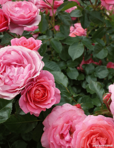 运势|7月下旬,4属相步入人生上上签,喜多财旺,迎来幸福生活