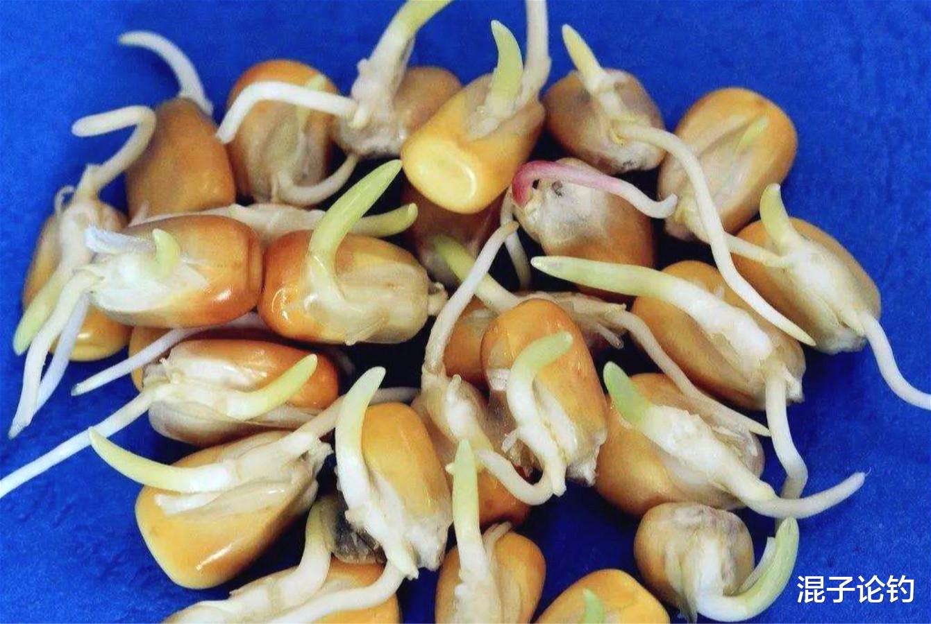 [玉米]别小看用玉米钓鱼，这里面讲究其实真不少