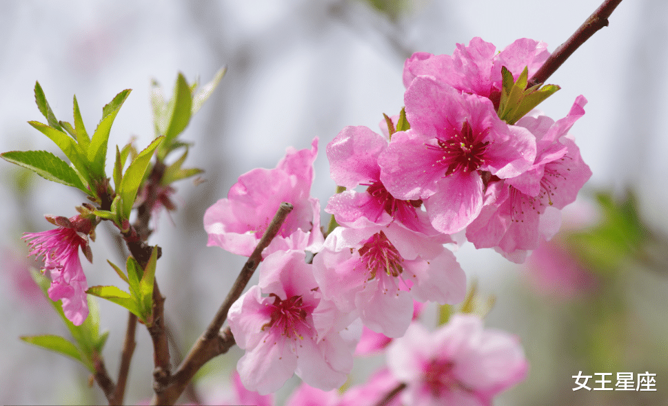 霉运:惹不起的3生肖,6月22号霉运消散,财神眷顾,票子数不完