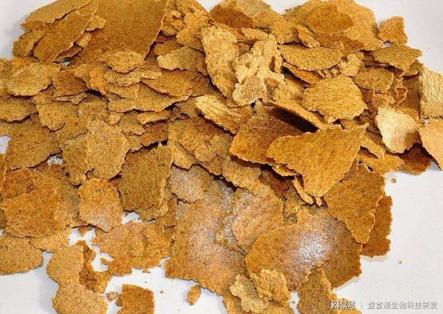 ：钓鱼：菜籽饼不光能打窝，这样开饵专门对付大鲫鱼！