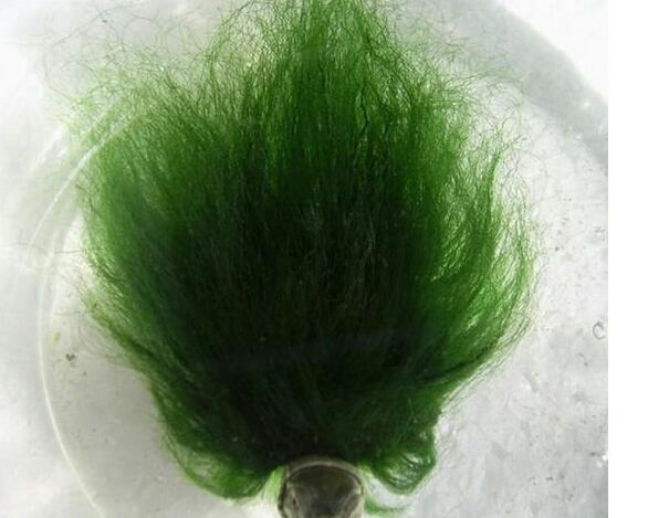 纳米|盘点中国五大名贵乌龟